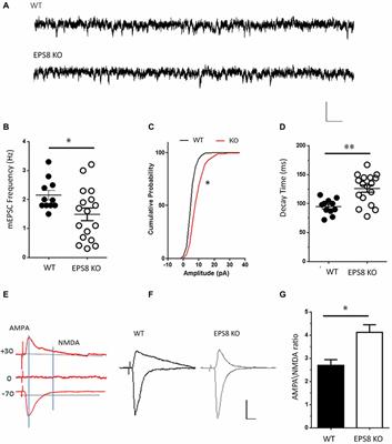 Lack of the Actin Capping Protein, Eps8, Affects NMDA-Type Glutamate Receptor Function and Composition